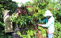 Lâm Đồng: Cà phê sắp vào vụ, lo không tìm đủ 7,8 triệu công lao động thu hái