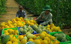 Nông dân miền Tây hối hả lên combo nông sản toàn đặc sản nhưng giá hợp lý chào hàng ở TP.HCM 