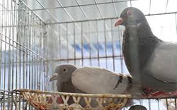 Quảng Ninh: Anh nông dân giỏi "liều" vay 800 triệu đầu tư nuôi thứ chim đẻ sòn sòn, ai đến xem cũng mê tít