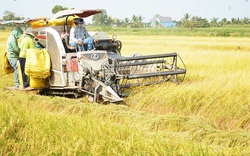 Kiên Giang: Nông dân huyện Gò Quao gặp khó khăn trong việc tiêu thụ lúa Hè Thu