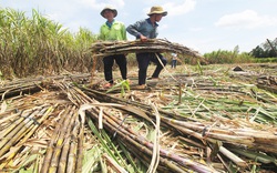 Hậu Giang: Nhà máy đường Phụng Hiệp hoạt động bình thường, nỗ lực thu mua hết mía cho dân