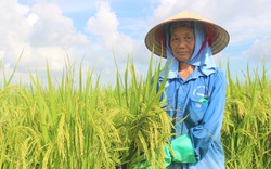 Nam Định: Cấy giống lúa Ngọc Châu cho năng suất cao thế nào mà nông dân ra đồng ngắm mãi không chán?