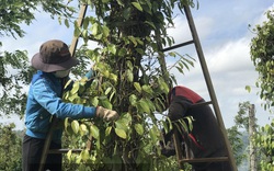 Giá tiêu hôm nay 30/9: Tăng cao nhất 83.800 đồng/kg, TOP 10 thị trường đua nhau mua hồ tiêu Việt Nam