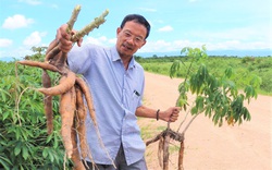 Bệnh khảm lá hoành hành trên cây mì ở tỉnh Gia Lai: Cách nào để nông dân phòng tránh?
