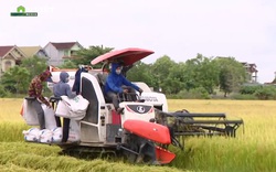 Nghệ An: Hạn chế người ra đồng vì giãn cách, huyện Yên Thành rốt ráo thu hoạch lúa hè thu trước mùa mưa lụt