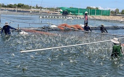 Sau 7 tuần giãn cách, tôm thẻ miền Tây tăng giá trở lại