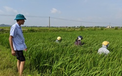 Các tỉnh phía Bắc: Giữ lúa mùa an toàn trước sâu bệnh 