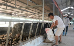 Nam Định: Nuôi thứ bò siêu to khổng lồ, bán 1 con lãi cả chục triệu đồng