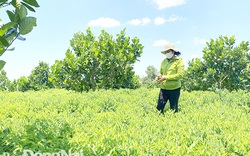 Đồng Nai: Vườn xen canh, tưởng đâu trồng "lung tung", ai ngờ nông dân lại nhanh có tiền, có nhà lãi 20 triệu/tháng