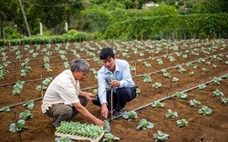 Bình Định: Nông dân chân đất làm việc như "chuyên gia", trồng rau, trồng cây ăn trái siêu thị sẵn sàng mua 