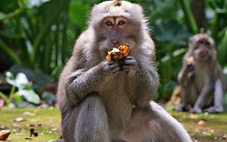 Indonesia: Hàng trăm chú khỉ tụ tập trên mái nhà, trực chờ chộp đồ ăn