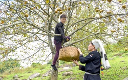 Tuyên Quang: Ở nơi này, dân trồng thứ cây đặc sản, tới mùa trái treo lúc lỉu, vườn đồi đẹp như phim