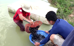 Tiền Giang: Ương cá đặc sản đuôi đỏ như son, anh nông dân miệt vườn thu tiền tỷ mỗi năm