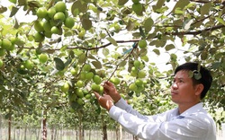 Tỉnh Ninh Thuận đã ngăn chặn thành công loài côn trùng chỉ thích đục trái táo đặc sản