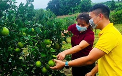 Nhìn xa trông rộng, nông dân Hòa Bình tính đưa cam Cao Phong lên bán ở chợ này