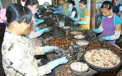 Việt Nam là thị trường xuất khẩu hạt điều lớn nhất của Campuchia 