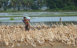 Vĩnh Long: "Dễ thở" như nghề nuôi vịt đẻ trứng thời dịch Covid-19, vịt đẻ đâu bán trúng đó