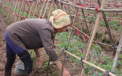 Nam Định: “Bật mí” kế hoạch sản xuất vụ Đông, quyết thu “trái ngọt”