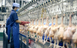 Cảnh báo khan hiếm cục bộ mặt hàng thịt gà dịp Tết Nguyên đán 2022