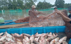 Hậu Giang: Nuôi cá ruộng kiểu gì mà chả phải cho ăn cá vẫn to bự, nông dân bắt hàng tấn
