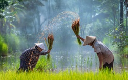 Là cường quốc xuất khẩu gạo, Việt Nam vẫn mua lượng thóc khổng lồ từ Campuchia để làm gì?