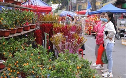 Hà Nội miễn phí thuê mặt bằng đối với các hộ bán hoa, cây cảnh dịp Tết