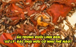 Ấu trùng ruồi lính đen "xử lý" rác thải hữu cơ như thế nào?