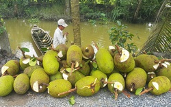 Giá mít Thái hôm nay 11/1: Vựa mua cầm chừng, giá mít chưa thể tăng, cách phun thuốc vườn mít Thái ít tốn tiền nhất