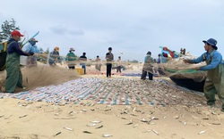 Quảng Bình: Ngư dân hối hả gỡ tấm lưới nặng trĩu loài cá vị beo béo, thơm ngon ngọt thịt kiếm tiền triệu mỗi ngày