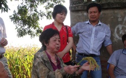 Thương tiếc GS.TS Hoàng Tuyết Minh- tác giả giống lúa Japonica, người trọn đời vì nền nông nghiệp Việt Nam