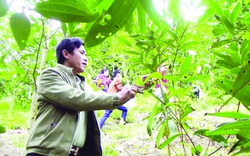 Nơi từng xảy ra lũ quét kinh hoàng, nông dân nhanh thoát nghèo nhờ tỉa cành, bán lá loại cây này