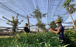 "Đánh liều" trồng hoa ly bằng củ hoa ly tái sinh, nông dân Đắk Lắk ngỡ ngàng vì cây nào cũng đẹp xuất sắc