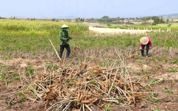 Việt Nam bán sang Trung Quốc hơn 2,5 triệu tấn nông sản này nhưng lại mua của Campuchia tới 1,3 triệu tấn