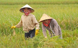 Quy định mới về chứng nhận chủng loại gạo thơm xuất khẩu sang EU cần chú ý nhất