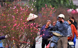 Hà Nội: 3 quận, huyện không có điểm tổ chức chợ hoa xuân Tết Nguyên đán Nhâm Dần 2022