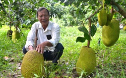 Mít Thái, từ cây "hái ra tiền" đến nỗi lo gánh nợ