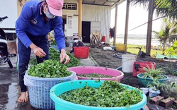 Bạc Liêu: Cả xóm trồng thứ rau trước chỉ mọc hoang dại mà ngày nào cũng được thu tiền