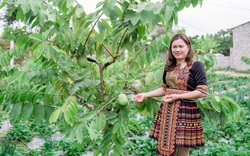 Nông thôn Tây Bắc: Trồng giống cây mới thu 500 nghìn đồng/quả 