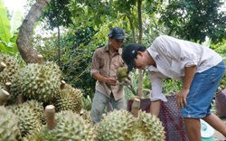 Giá sầu riêng vụ Tết thấp nhất trong nhiều năm do điều này là chính, không phải ách tắc xuất khẩu 