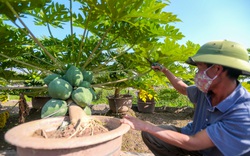 Cây cảnh bonsai vừa có dáng thế, vừa có quả to trồng ở Hưng Yên hút hồn dân chơi tết