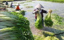 Loại rau giòn, ngọt trồng theo tiêu chuẩn VietGAP xuất khẩu khắp thế giới