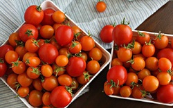 Video: Phương pháp trồng cà chua bi ở Ý có gì đặc biệt?