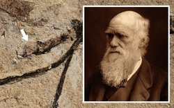 Bí ẩn từng khiến Charles Darwin đau đầu được giải mã sau 140 năm