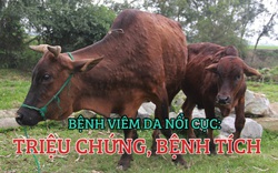 Bệnh viêm da nổi cục trên trâu, bò: Triệu chứng, bệnh tích