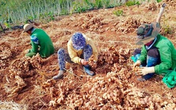 Đắk Lắk: Nông dân cay đắng nhìn đống gừng sắp thối, hỏng mà chẳng có người mua