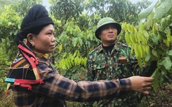 Sơn La: Bỏ trồng ngô, sắn, nông dân đem nhãn lồng Hưng Yên về trồng thử và cái kết bất ngờ