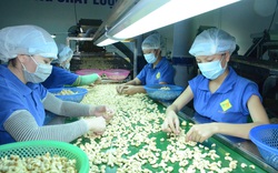 Việt Nam nhập cả triệu tấn một loại hạt từ Campuchia, chế biến bán cho Mỹ, Trung Quốc
