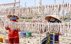 Ngư dân làng biển lớn nhất, nhì tỉnh Cà Mau nói: "Chắc năm nay cá khoai cũng sợ dịch nên trốn hết rồi..."