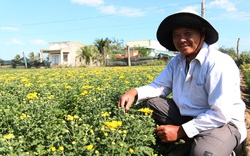 Ninh Thuận: Giá hoa bất ngờ tăng cao trước ngày vườn hoa cúc ở Mỹ Bình "xóa sổ", nông dân tiếc nuối