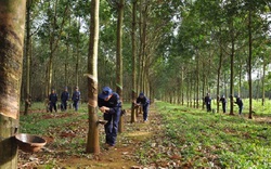 Giá cao su tăng đồng loạt tuần thứ 3 liên tiếp, kiến nghị "nóng" của ngành cao su